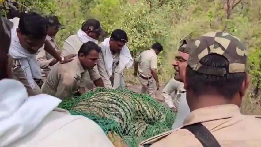 Bắt được con hổ đã giết chết một dân làng ở Ấn Độ