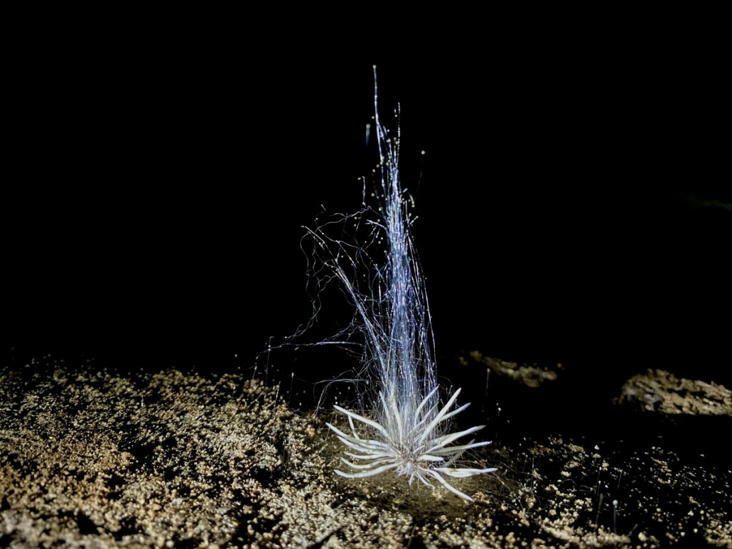 Sinh vật lạ vừa được phát hiện trong hang động ở Phong Nha - Kẻ Bàng