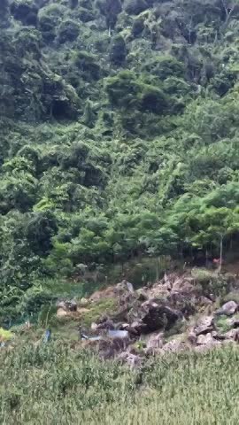 Đàn khỉ 50 con từ trên núi xuống phá hoa màu người dân ở Sơn La