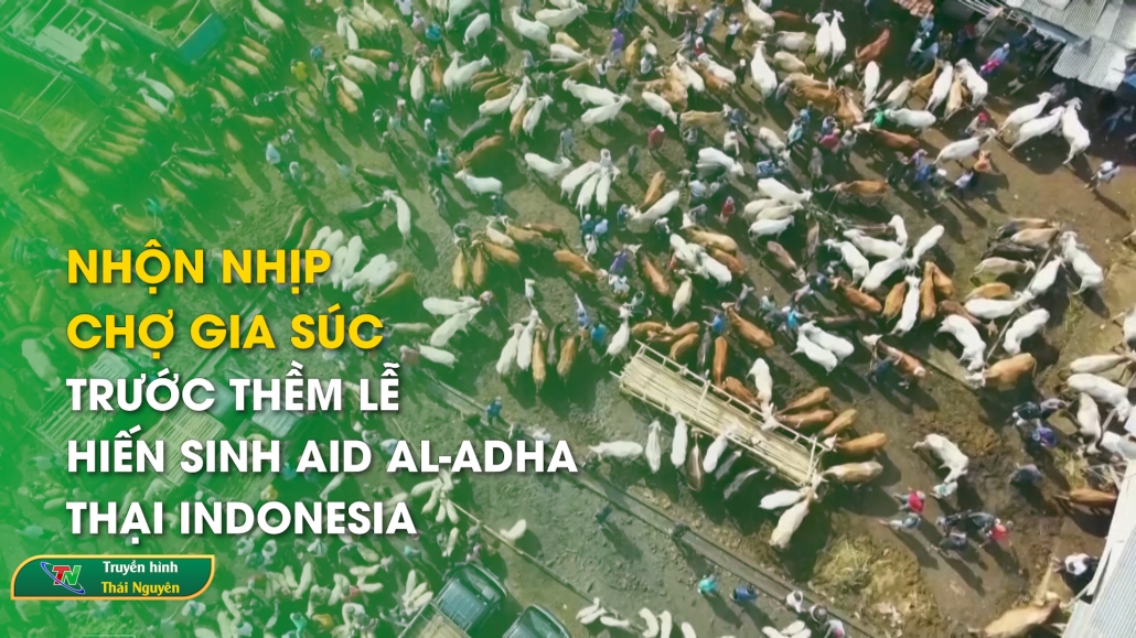 Nhộn nhịp chợ gia súc trước thềm lễ hiến sinh AID AL-ADHA tại Indonesia – Cộng đồng Asean