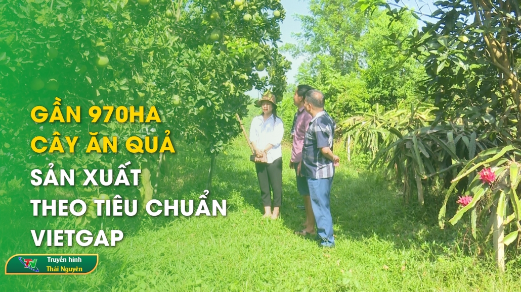 Thái Nguyên: Gần 970ha cây ăn quả sản xuất theo tiêu chuẩn VietGAP