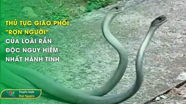 Thủ tục giao phối "rợn người" của loài rắn độc nguy hiểm nhất hành tinh