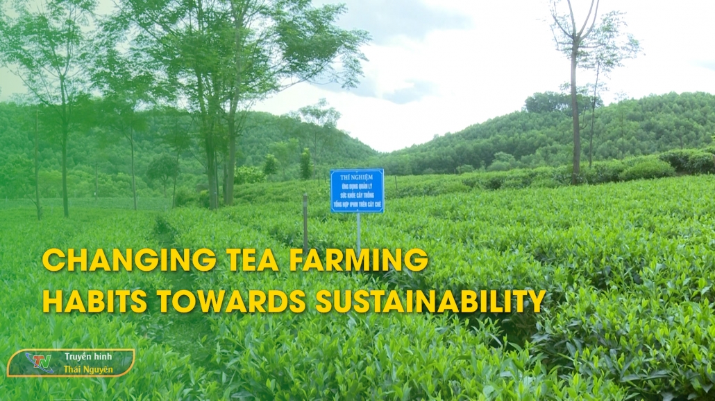 Changing tea farming habits towards sustainability