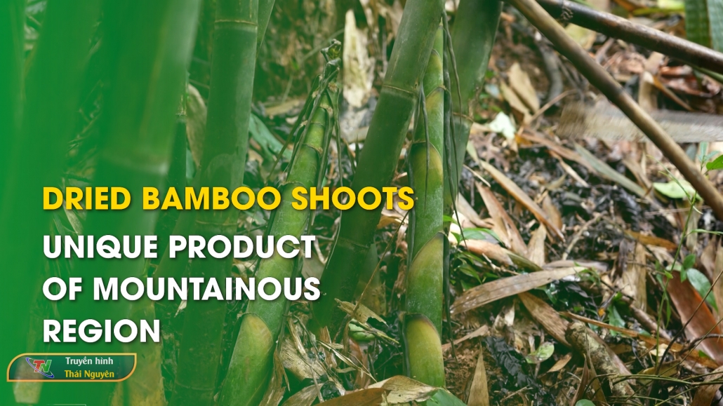 Dried bamboo shoots – Unique Product of mountainous region – Thai Nguyen Corner 16/7/2024