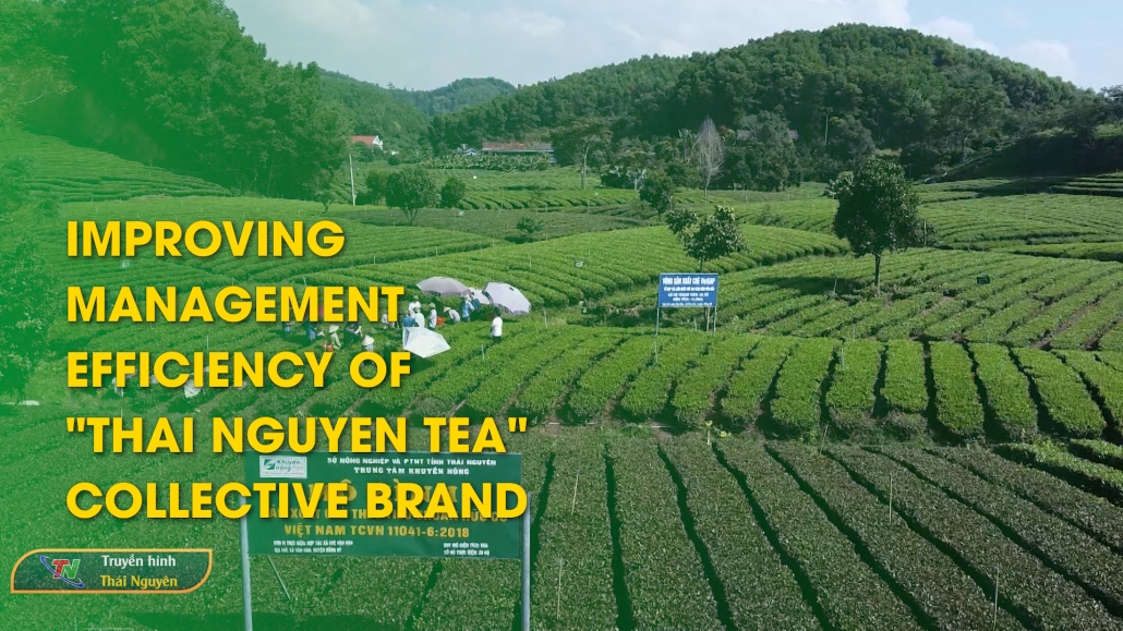 Improving management efficiency of "Thai Nguyen Tea" collective brand – Thai Nguyen News 16/7/2024