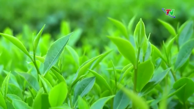 Dai Tu: Replacing 100 hectares of tea trees