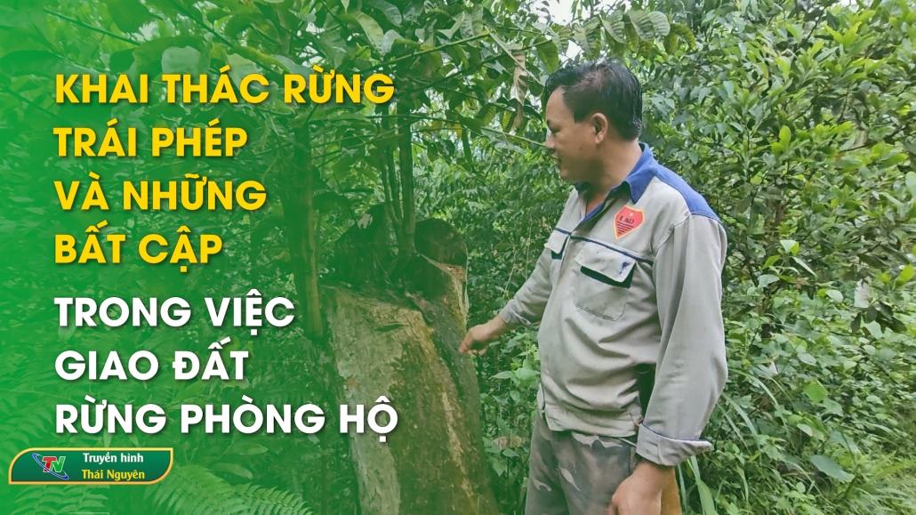 Khai thác rừng trái phép và những bất cập trong việc giao đất rừng phòng hộ | Chuyên mục Hộp thư truyền hình ngày 23/7/2024