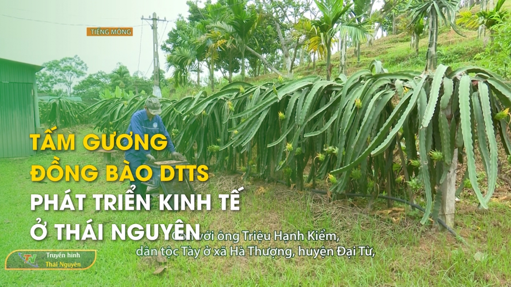 Tấm gương đồng bào DTTS phát triển kinh tế ở Thái Nguyên - Chương trình tiếng Mông 28/7/2024