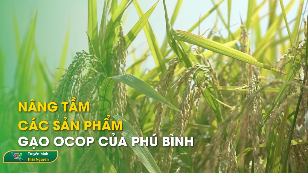 Nâng tầm các sản phẩm gạo OCOP của Phú Bình