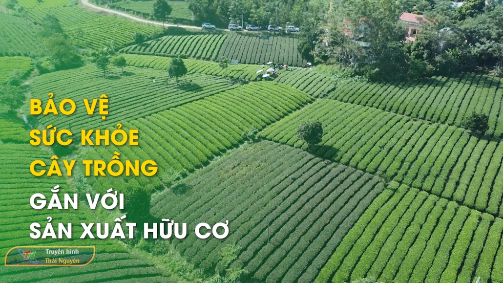 Bảo vệ sức khỏe cây trồng gắn với sản xuất hữu cơ