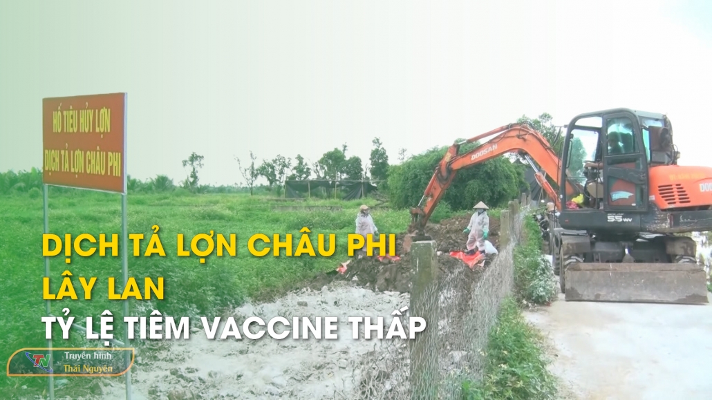 Dịch tả lợn Châu Phi lây lan, tỷ lệ tiêm vaccine thấp – Trong nước quốc tế