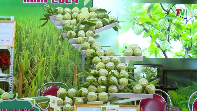 Promoting and connecting consumption of Vo Nhai custard apples