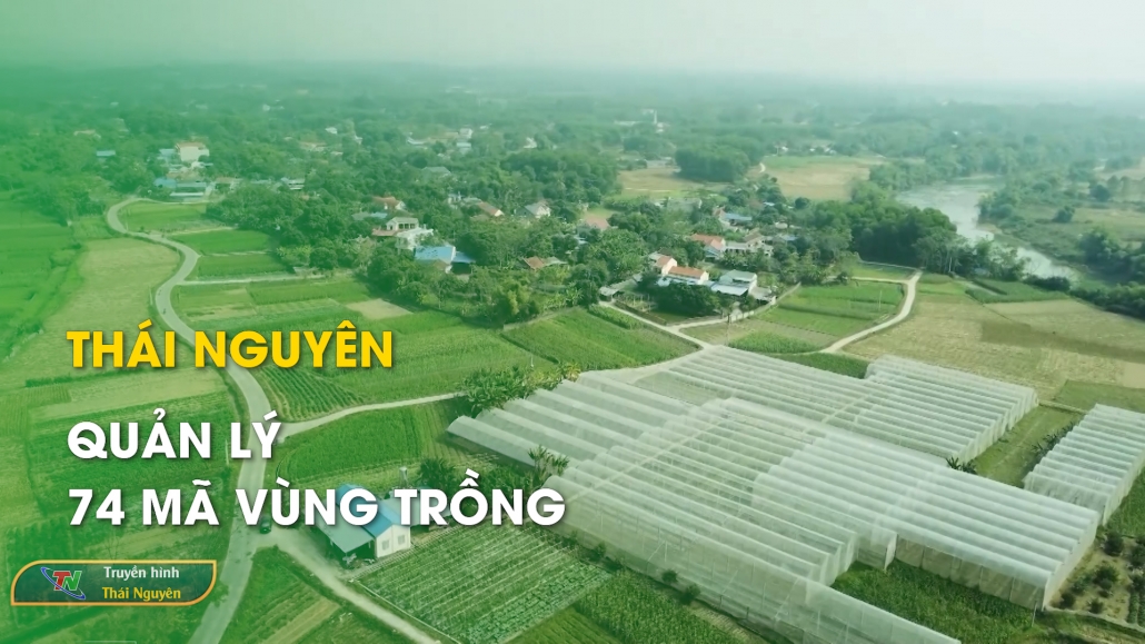 Thái Nguyên quản lý 74 mã vùng trồng