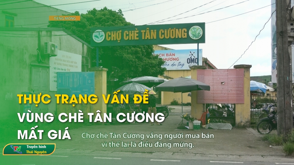 Thực trạng vấn đề vùng chè Tân Cương mất giá – Tiếng Mông