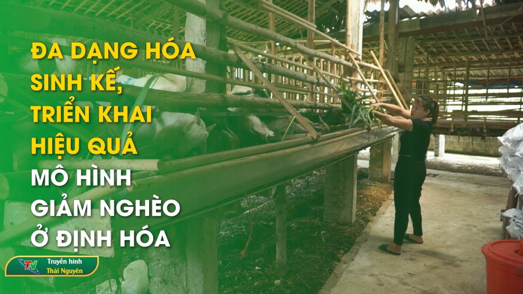 Đa dạng hóa sinh kế, triển khai hiệu quả mô hình giảm nghèo ở Định Hóa | Phóng sự chuyên đề