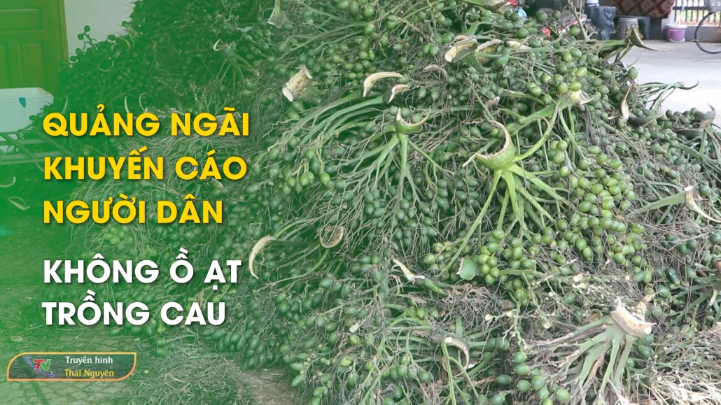 Quảng Ngãi khuyến cáo người dân không ồ ạt trồng cau – Bản tin Trong nước quốc tế 12/10/2024