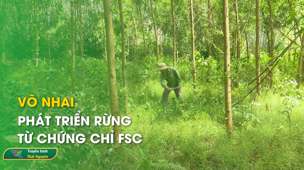 Võ Nhai: Phát triển rừng từ chứng chỉ FSC