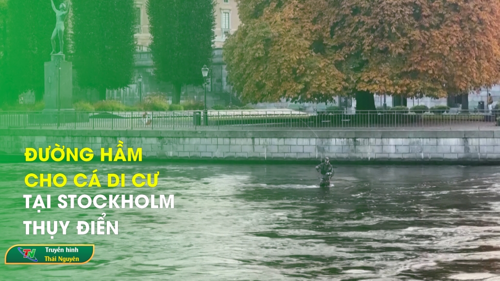 Đường hầm cho cá di cư tại Stockholm, Thụy Điển | Chuyên mục Từ Thái Nguyên nhìn ra thế giới ngày 26/10/2024