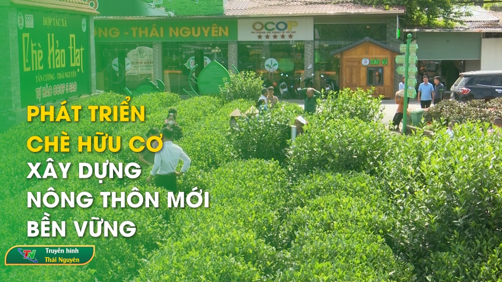 Phát triển chè hữu cơ – Xây dựng nông thôn mới bền vững