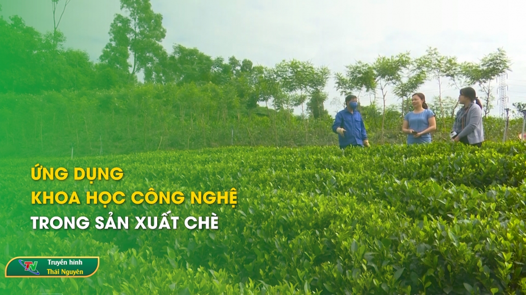 Ứng dụng khoa học công nghệ trong sản xuất chè