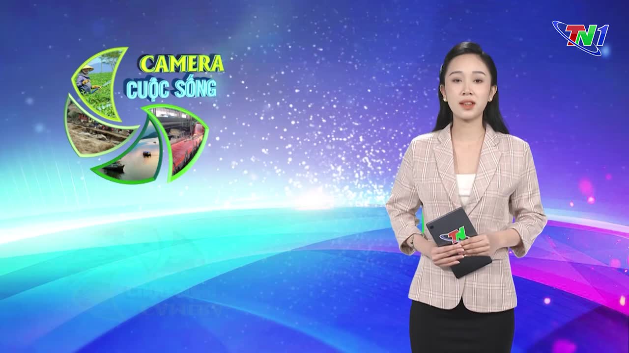 Bản tin Camera cuộc sống ngày 2/11/2024