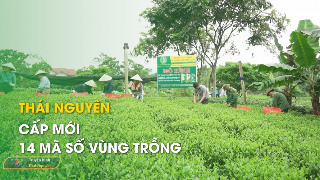 Thái Nguyên: Cấp mới 14 mã số vùng trồng