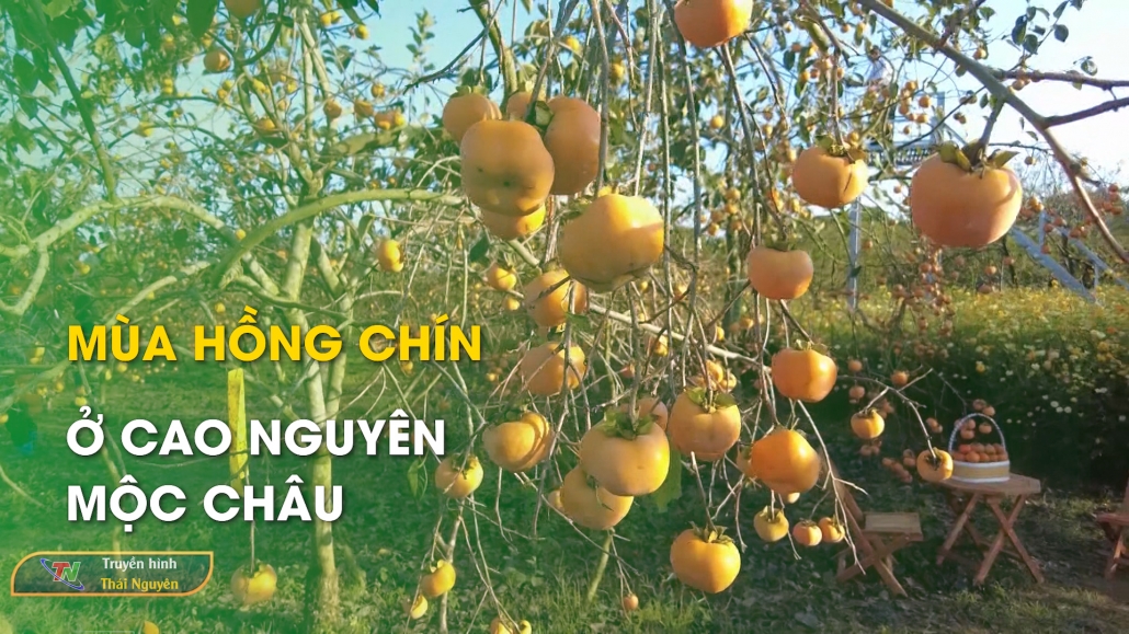 Mùa hồng chín ở cao nguyên Mộc Châu – Bản tin Trong nước quốc tế 6/11/2024