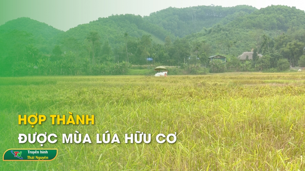 Hợp Thành được mùa lúa hữu cơ