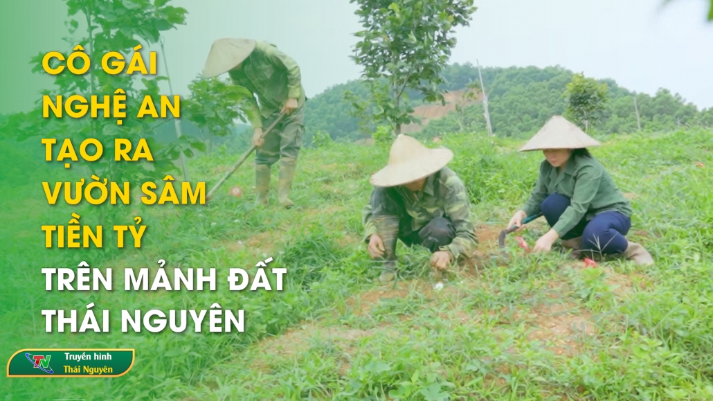 Cô gái Nghệ An tạo ra vườn sâm tiền tỷ trên mảnh đất Thái Nguyên | Chuyên mục Khởi nghiệp ngay hôm nay ngày 17/11/2024