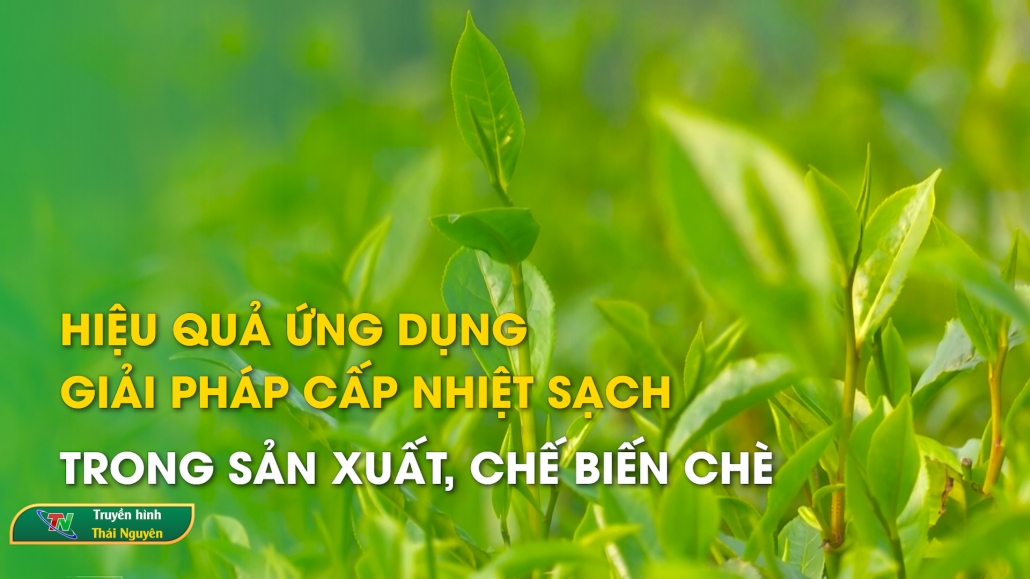 Hiệu quả ứng dụng giải pháp cấp nhiệt sạch trong sản xuất, chế biến chè – Bản tin khoa học công nghệ