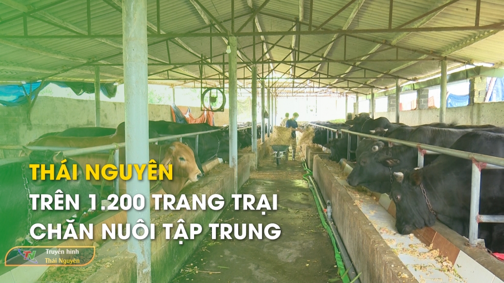 Thái Nguyên: Trên 1.200 trang trại chăn nuôi tập trung