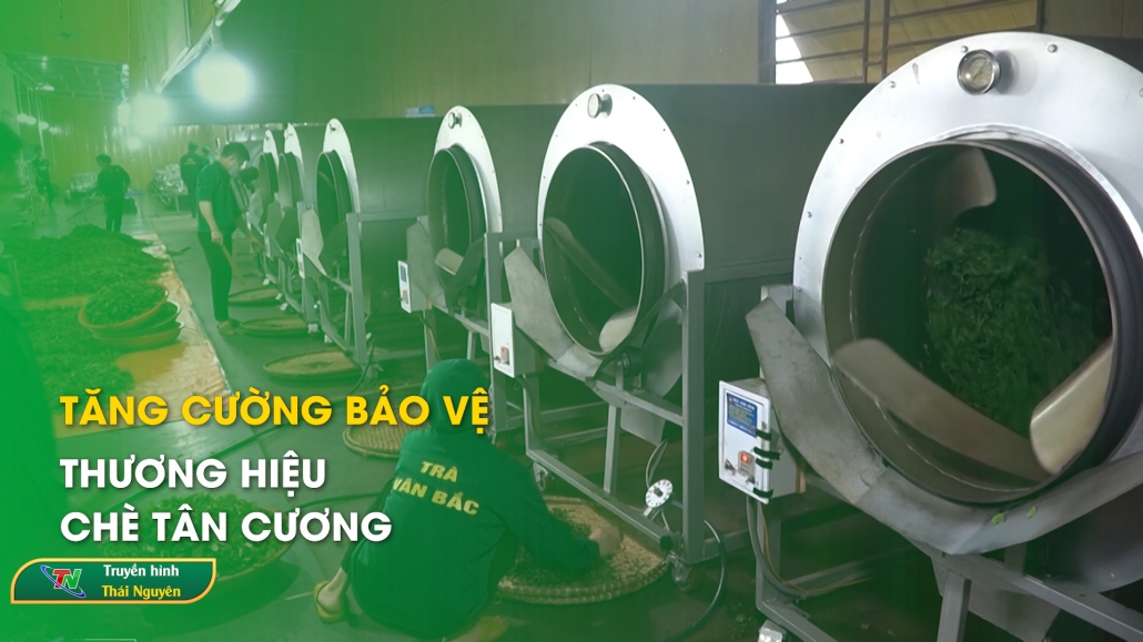 Tăng cường bảo vệ thương hiệu chè Tân Cương – Khoa học & công nghệ