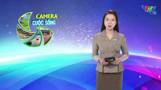 Bản tin Camera cuộc sống ngày 26/11/2024