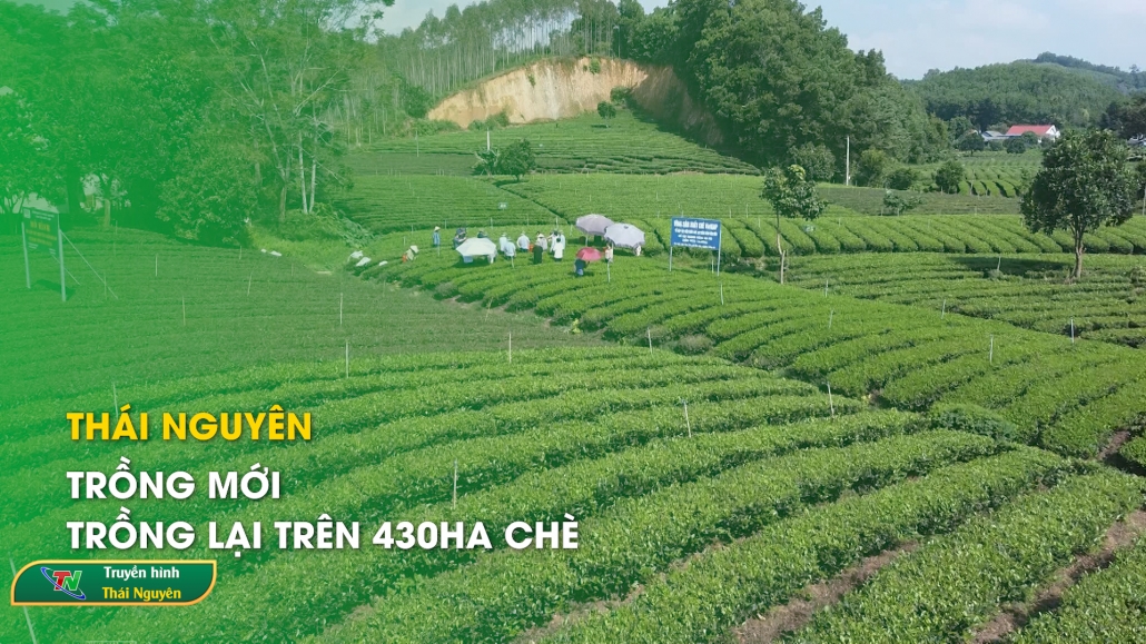 Thái Nguyên: Trồng mới, trồng lại trên 430ha chè