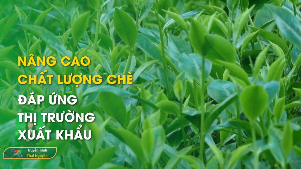 Nâng cao chất lượng Chè đáp ứng thị trường xuất khẩu