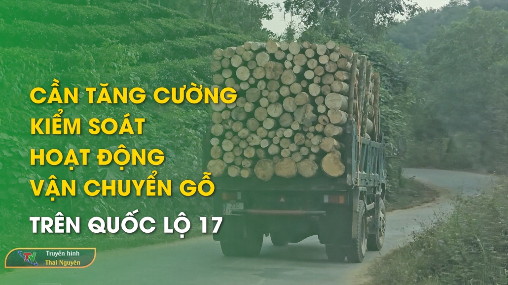 Cần tăng cường kiểm soát hoạt động vận chuyển gỗ trên quốc lộ 17 - Hộp thư truyền hình 15/12/2024