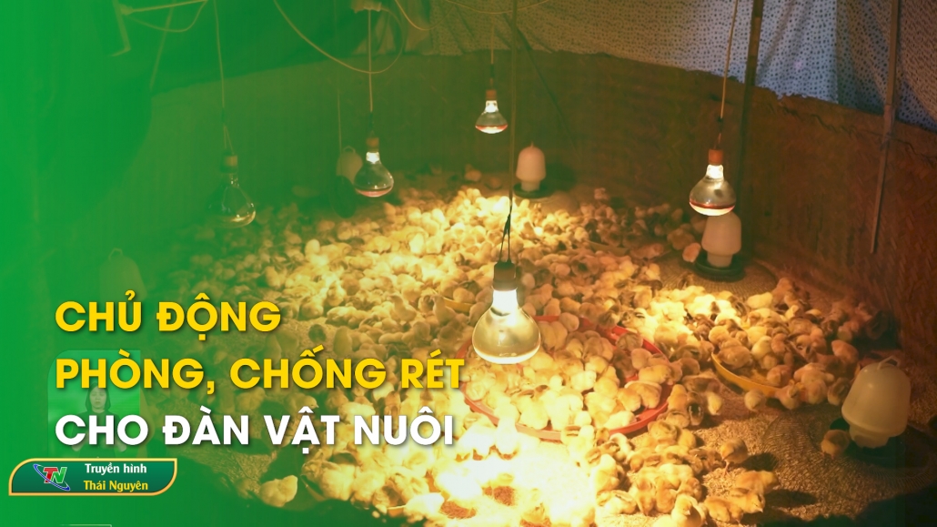 Chủ động phòng, chống rét cho đàn vật nuôi