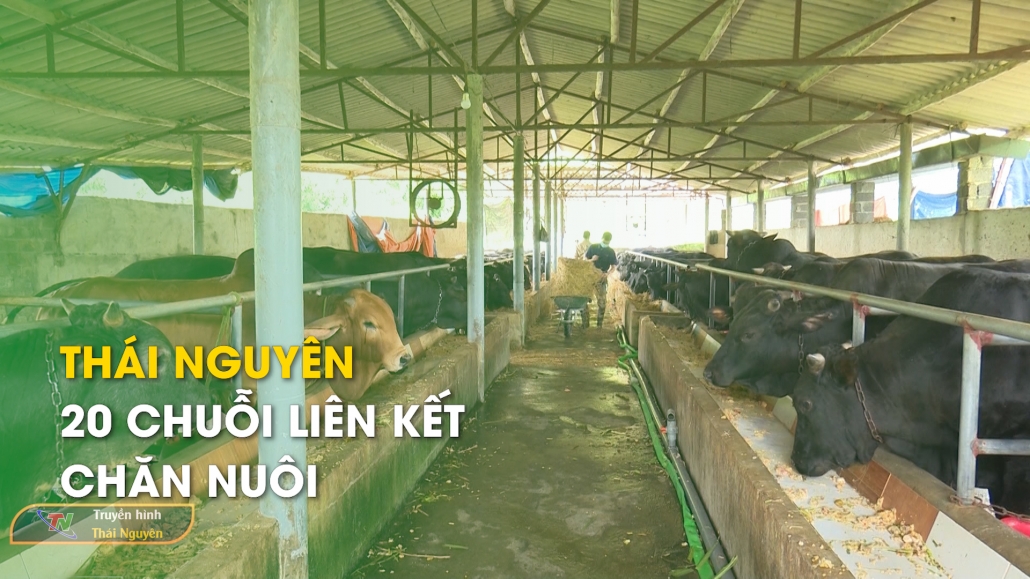 Thái Nguyên: 20 chuỗi liên kết chăn nuôi