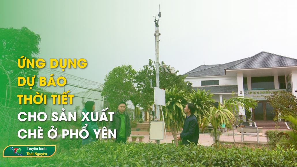 Ứng dụng dự báo thời tiết cho sản xuất chè ở Phổ Yên