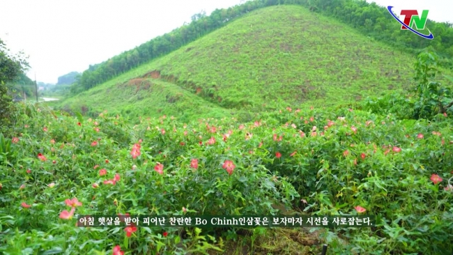 27/7/2024  Cửa sổ Thái nguyên Về Minh Lập thưởng thức món ngon từ sâm bố chính민랍에서 Bo Chinh인삼으로 만든 맛있는 요리를 즐기