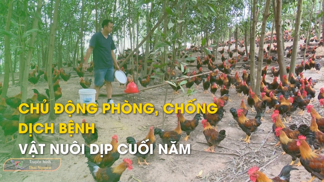 Chủ động Phòng, chống dịch bệnh vật nuôi dịp cuối năm