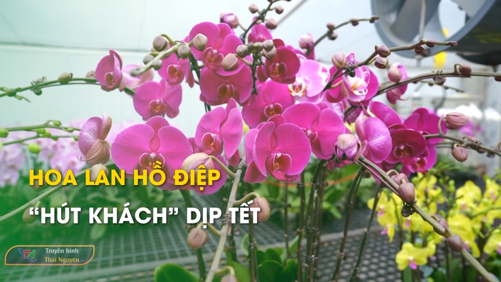 Hoa Lan hồ điệp “hút khách” dịp Tết