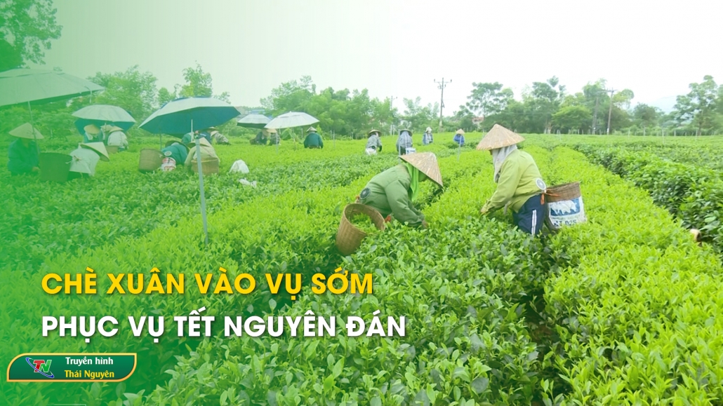 Chè Xuân vào vụ sớm phục vụ Tết Nguyên Đán