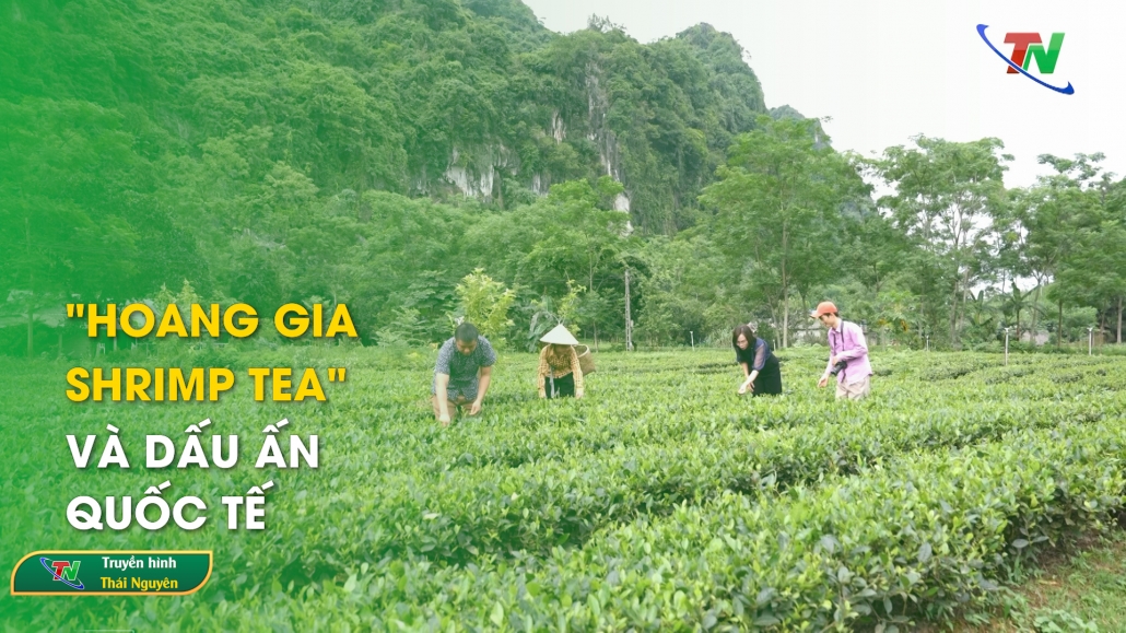 "Hoang Gia Shrimp Tea" và dấu ấn quốc tế