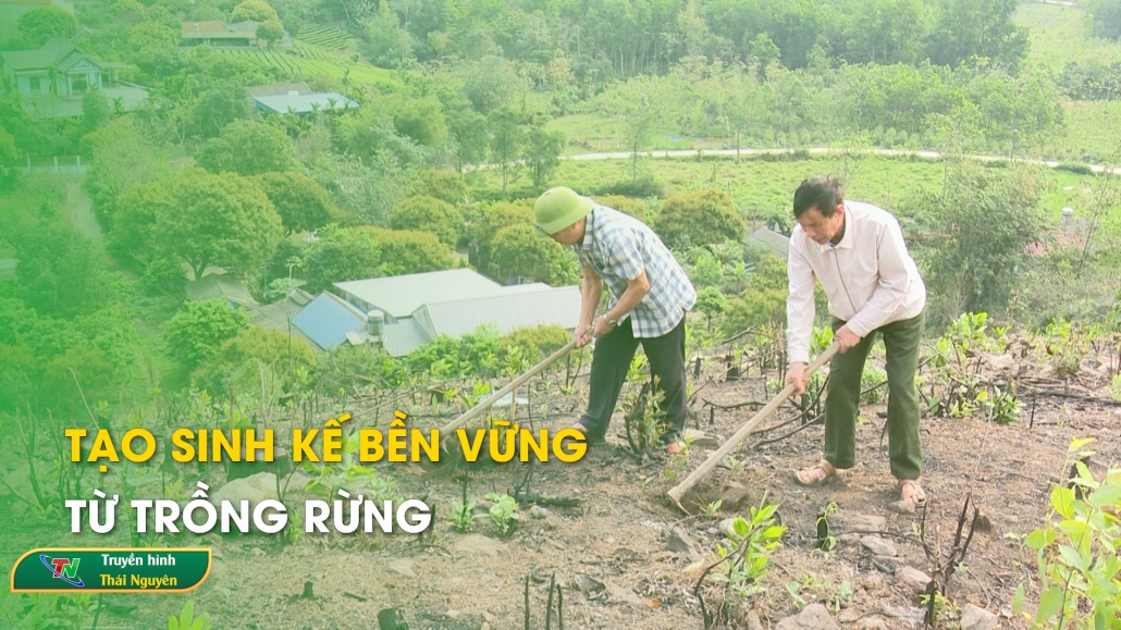 Tạo sinh kế bền vững từ trồng rừng