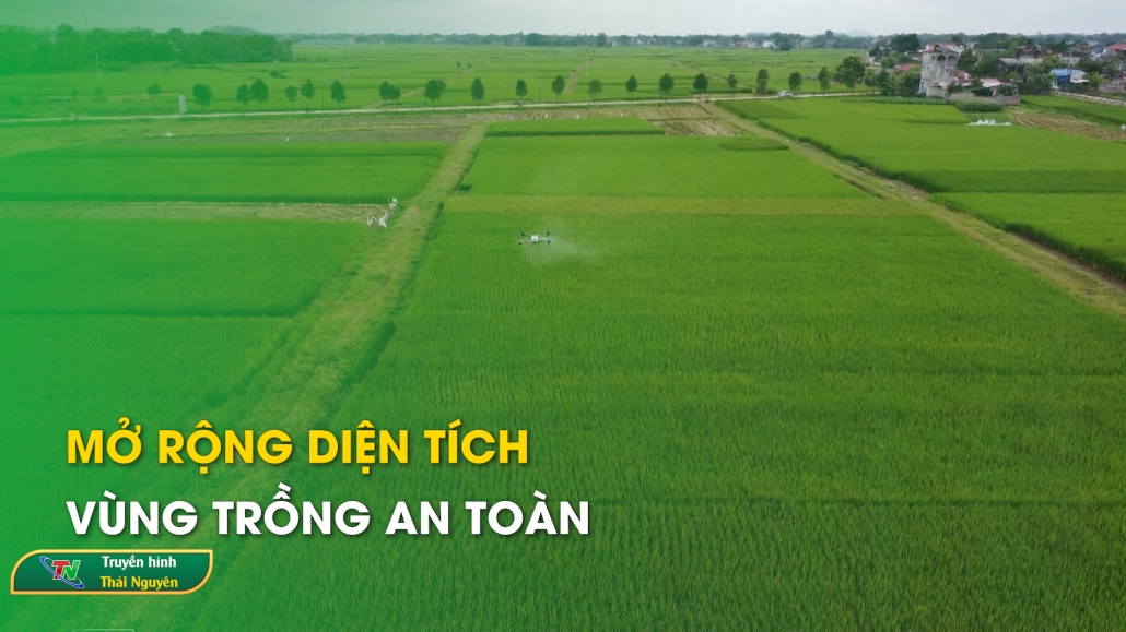 Mở rộng diện tích vùng trồng an toàn