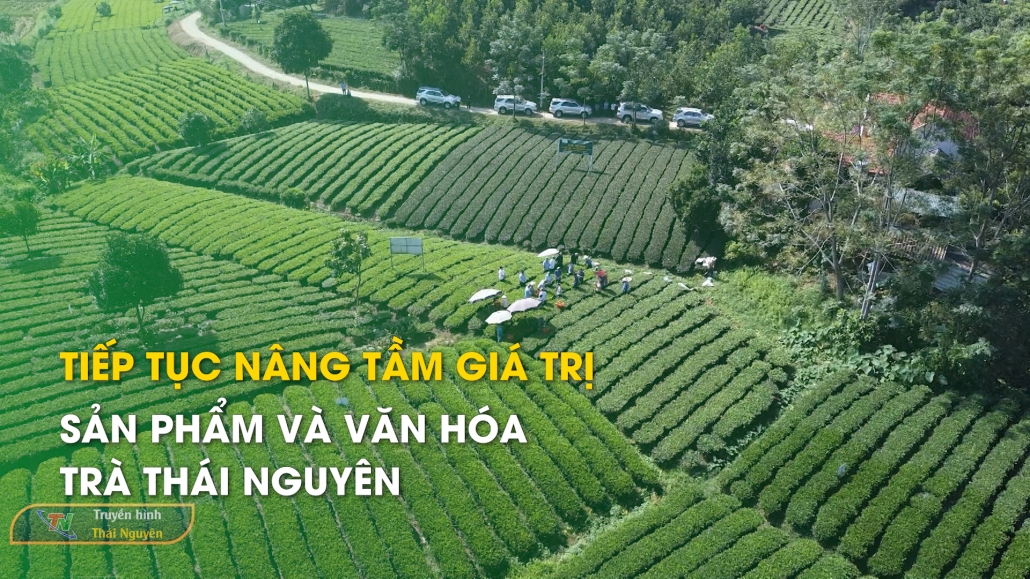 Tiếp tục nâng tầm giá trị sản phẩm và văn hóa trà Thái Nguyên