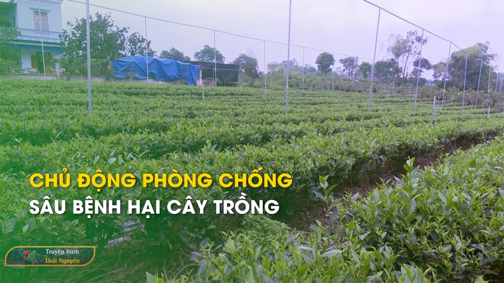 Chủ động phòng chống sâu bệnh hại cây trồng