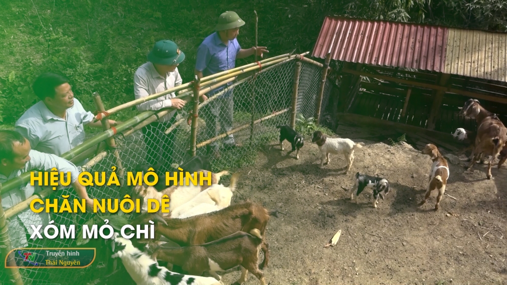 Hiệu quả mô hình chăn nuôi dê xóm Mỏ Chì