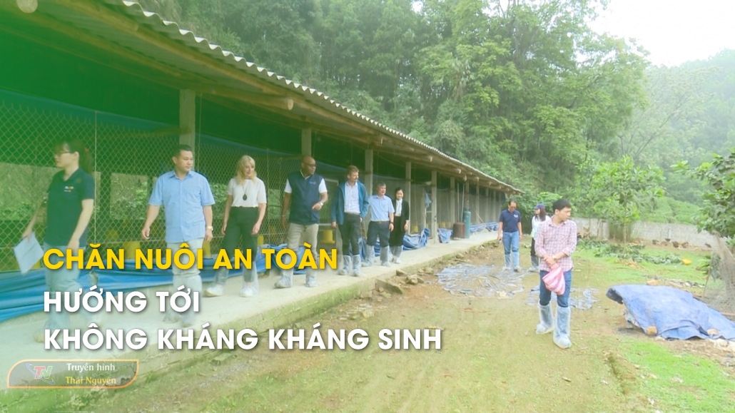 Chăn nuôi an toàn – Hướng tới không kháng kháng sinh